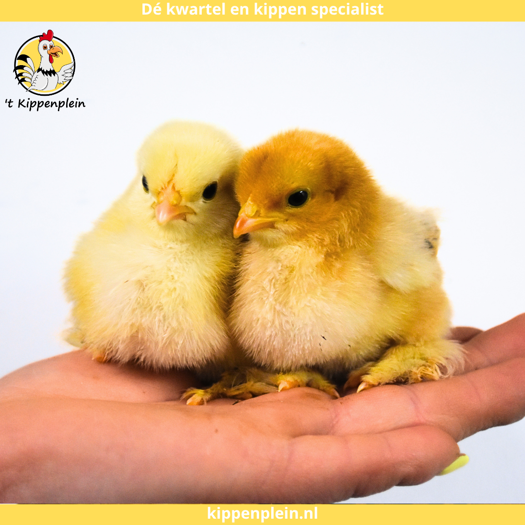 Kuikens van 't Kippenplein