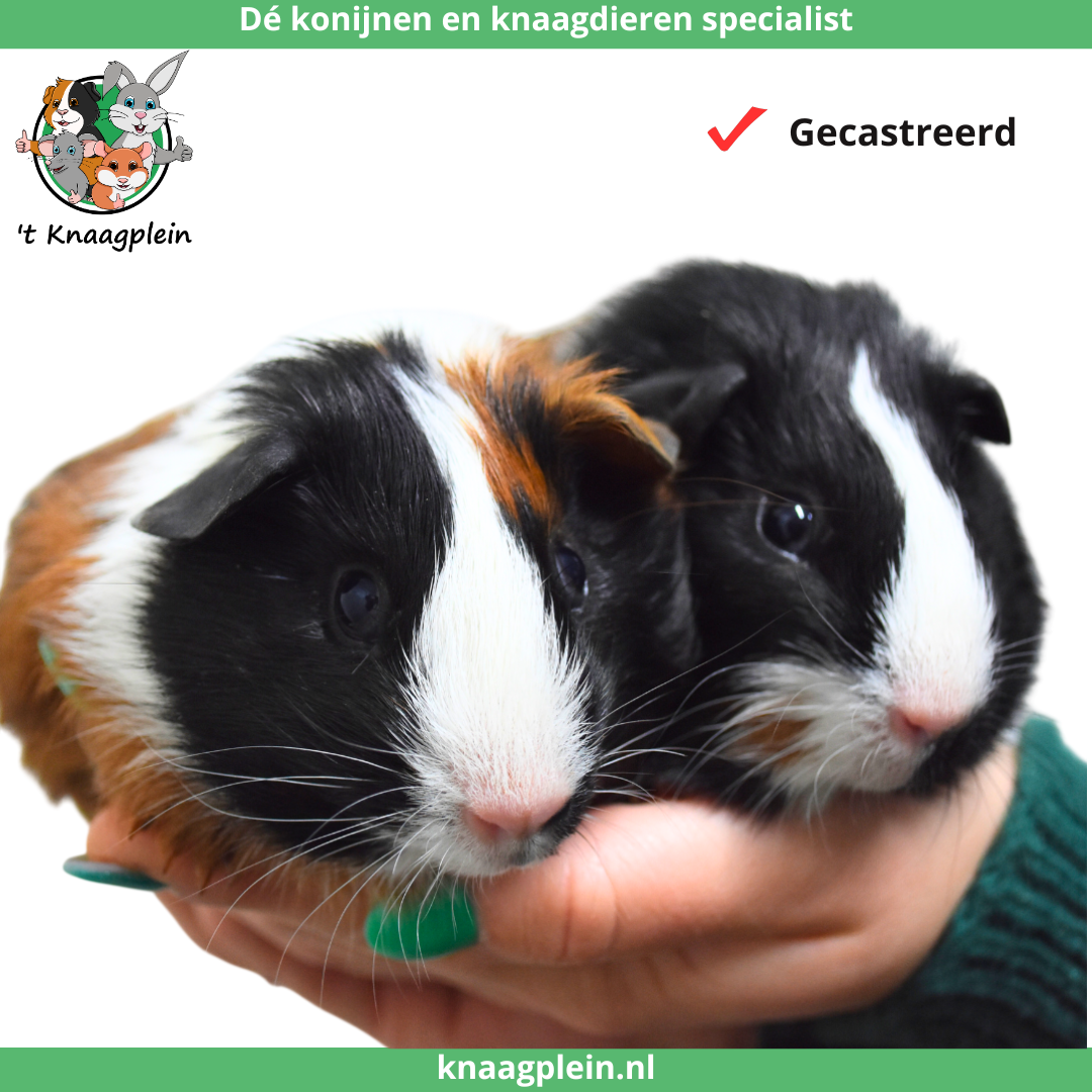 Foto van cavia koppel
