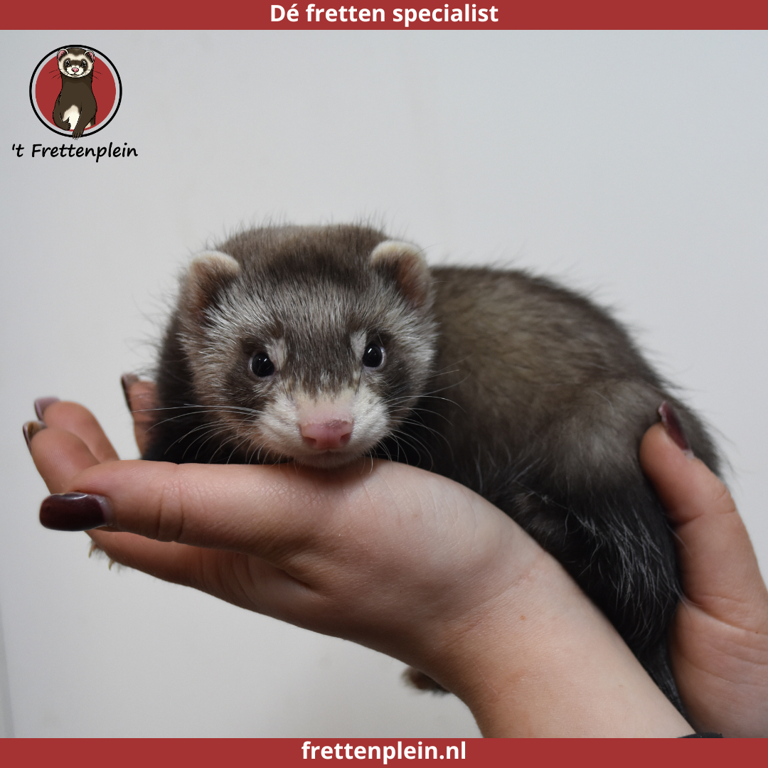 Een handtam, zwart wit hangoor dwergkonijn zit rustig op een hand. Bovenaan staat het logo van t Knaagplein met de tekst: 'De konijnen en knaagdieren specialist'. Het konijn is een voorbeeld van de handtamme hangoor dwergkonijnen die 't Knaagplein verkoopt.
