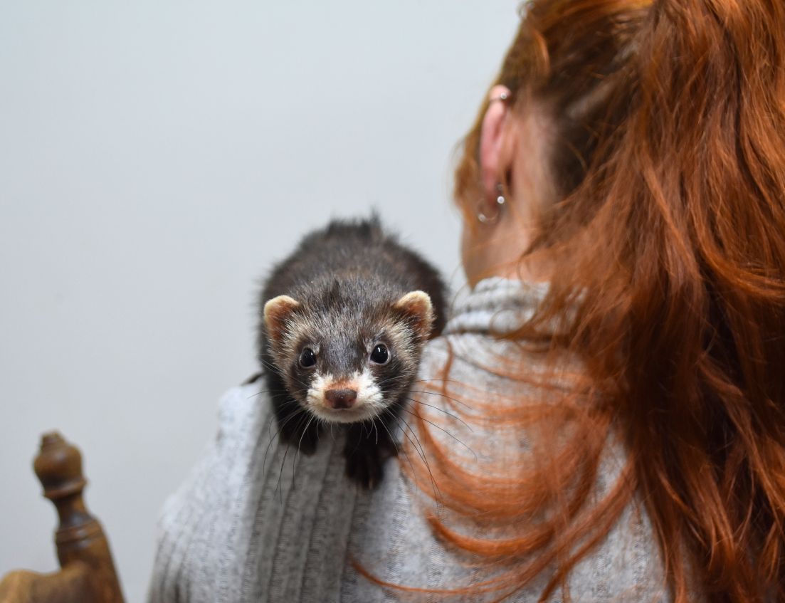 Twee jonge dwerg hangoorkonijnen in de kleur chinchilla en chinchilla bont die buiten op het gras zitten