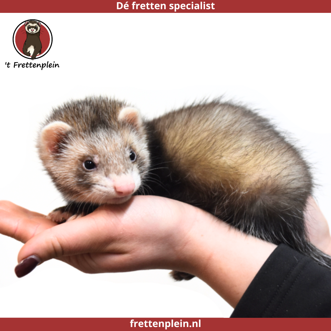 Een handtam, zwart wit hangoor dwergkonijn zit rustig op een hand. Bovenaan staat het logo van t Knaagplein met de tekst: 'De konijnen en knaagdieren specialist'. Het konijn is een voorbeeld van de handtamme hangoor dwergkonijnen die 't Knaagplein verkoopt.