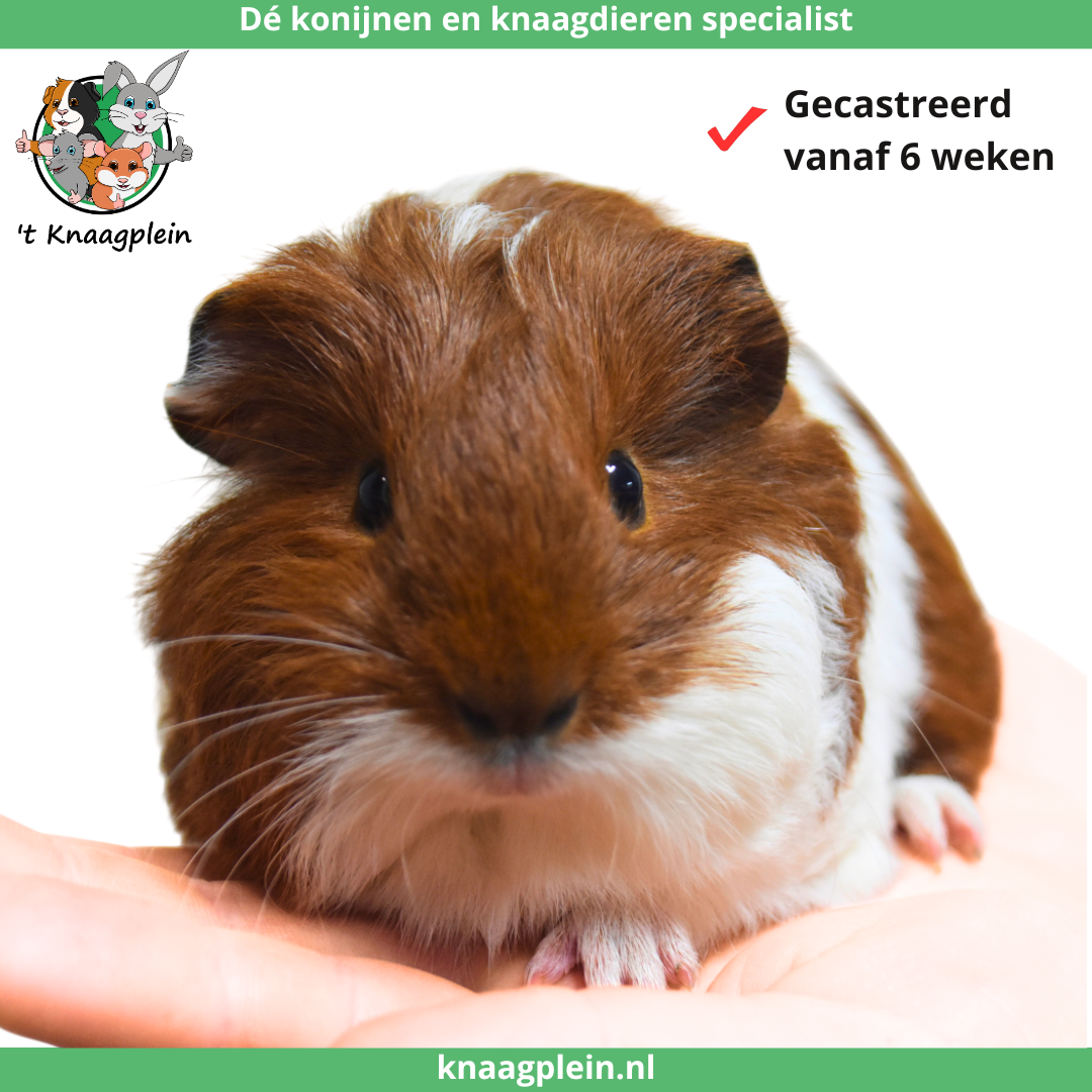 Foto van cavia - gecastreerde ram