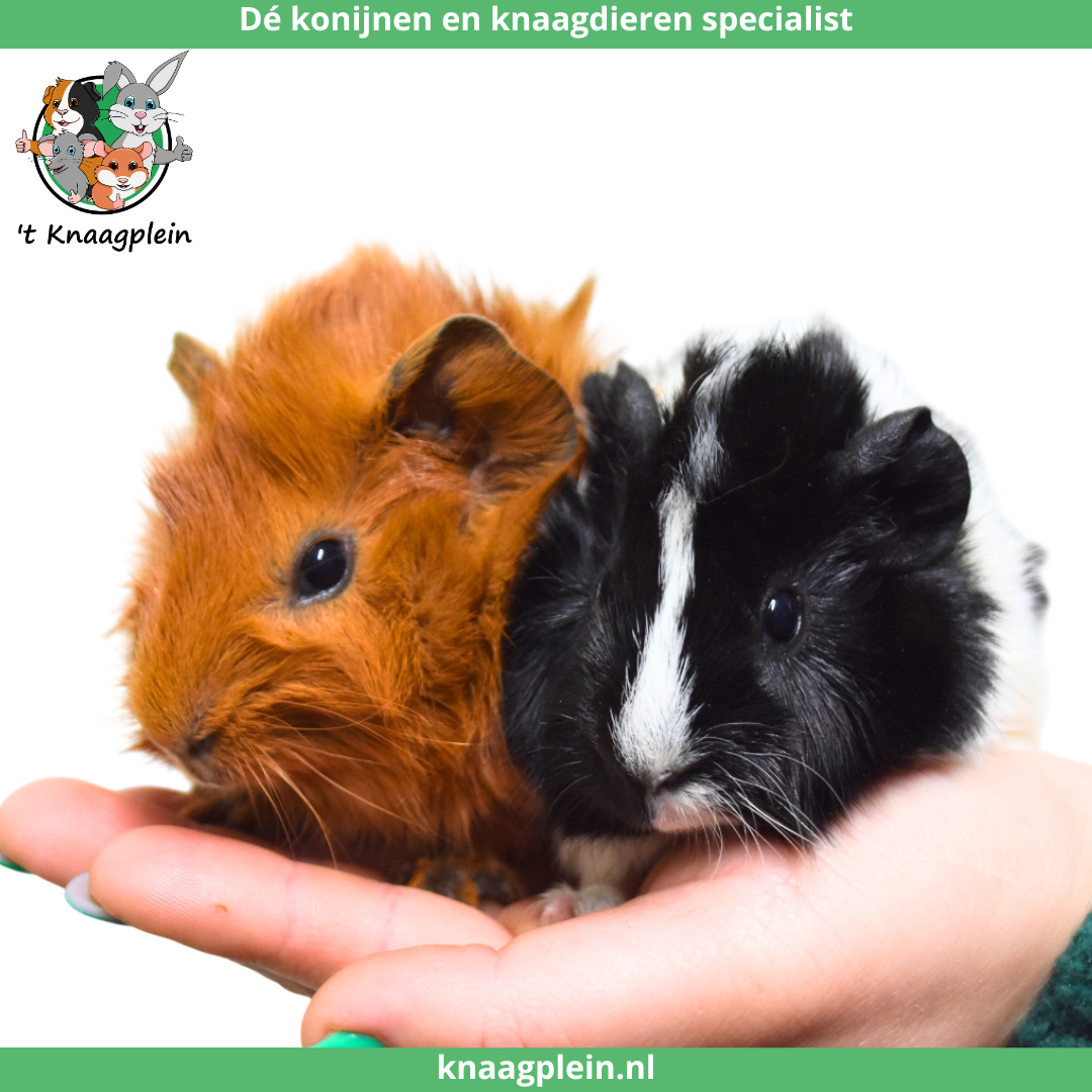 Foto van jong caviaatje