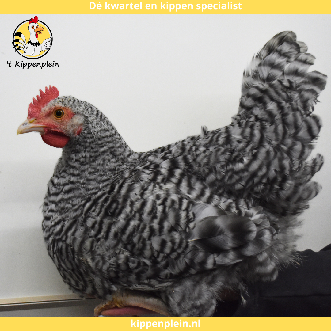 Twee handtamme, zwart witte en rode borstel cavia's zitten rustig op een hand. Bovenaan staat het logo van t Knaagplein met de tekst: 'De konijnen en knaagdieren specialist'. De cavia's zijn een voorbeeld van de handtamme cavia's die 't Knaagplein verkoopt.