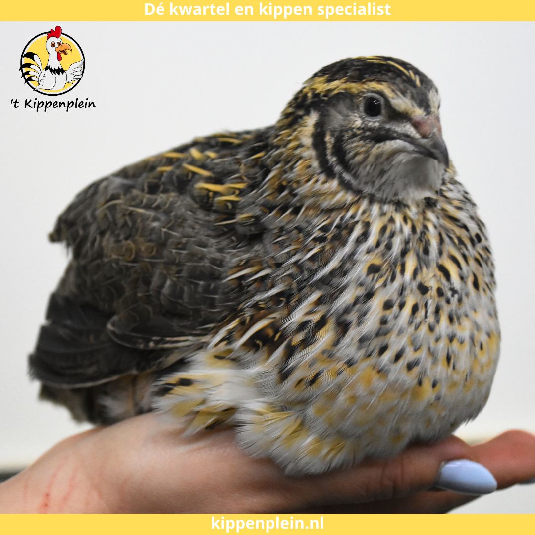 Een handtam, zwart wit hangoor dwergkonijn zit rustig op een hand. Bovenaan staat het logo van t Knaagplein met de tekst: 'De konijnen en knaagdieren specialist'. Het konijn is een voorbeeld van de handtamme hangoor dwergkonijnen die 't Knaagplein verkoopt.