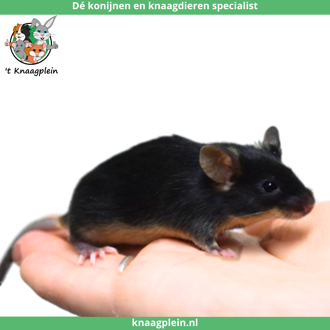 Een handtamme, donkerbruine muis zit rustig op een hand. Bovenaan staat het logo van t Knaagplein met de tekst: 'De konijnen en knaagdieren specialist'. De muis is een voorbeeld van de handtamme muizen die 't Knaagplein verkoopt.