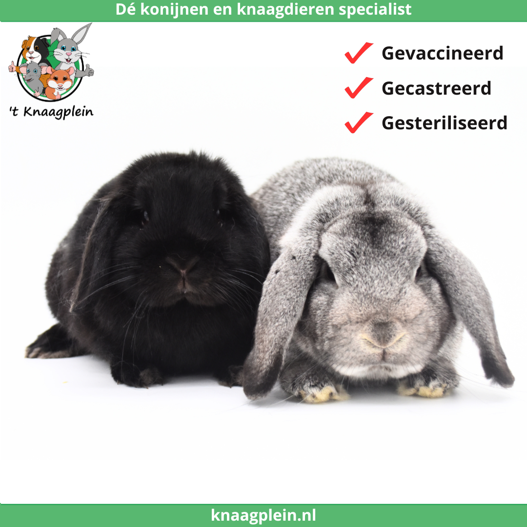 Foto van konijn koppel