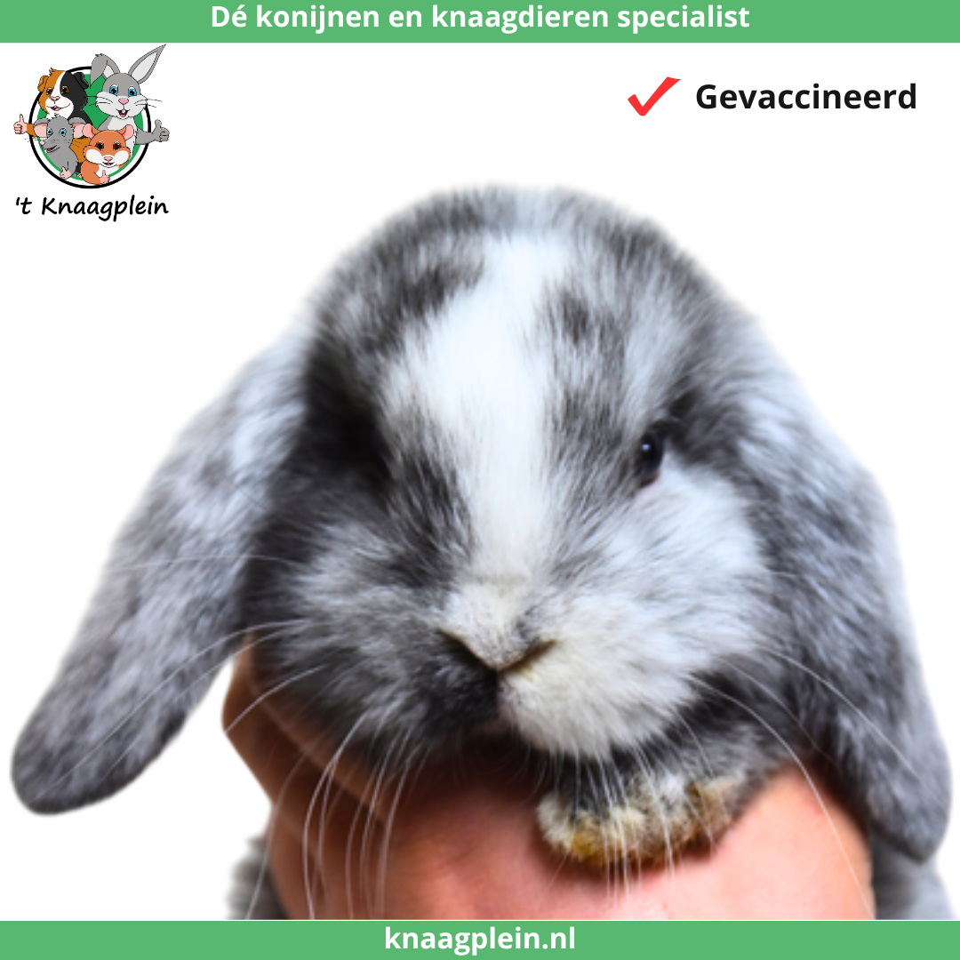 Foto van jong konijntje