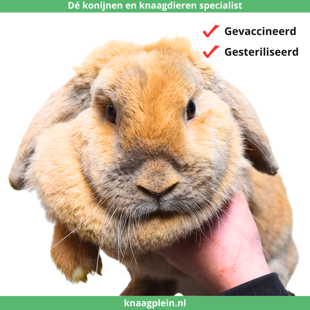 Foto van konijn voedster