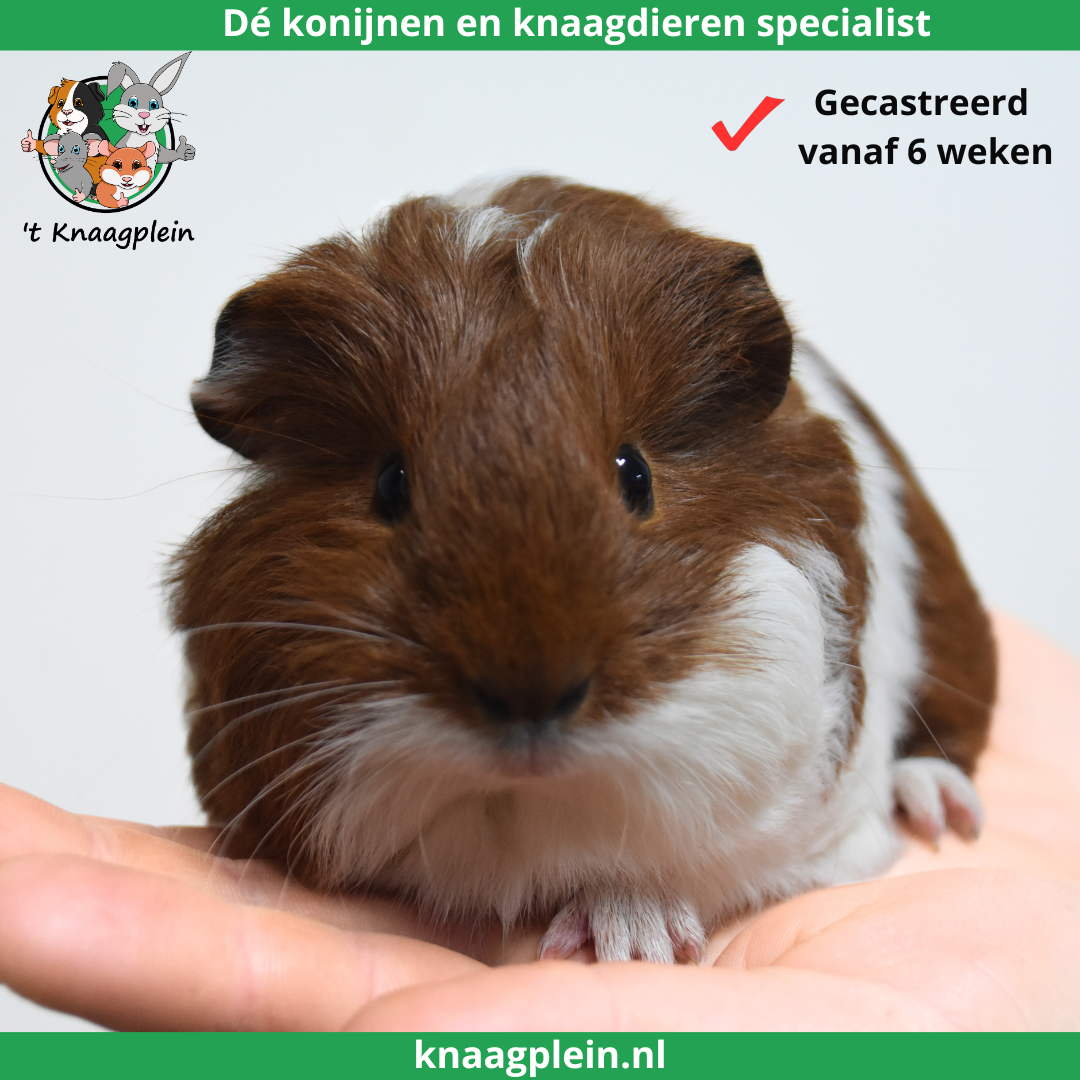 Foto van cavia - gecastreerde ram