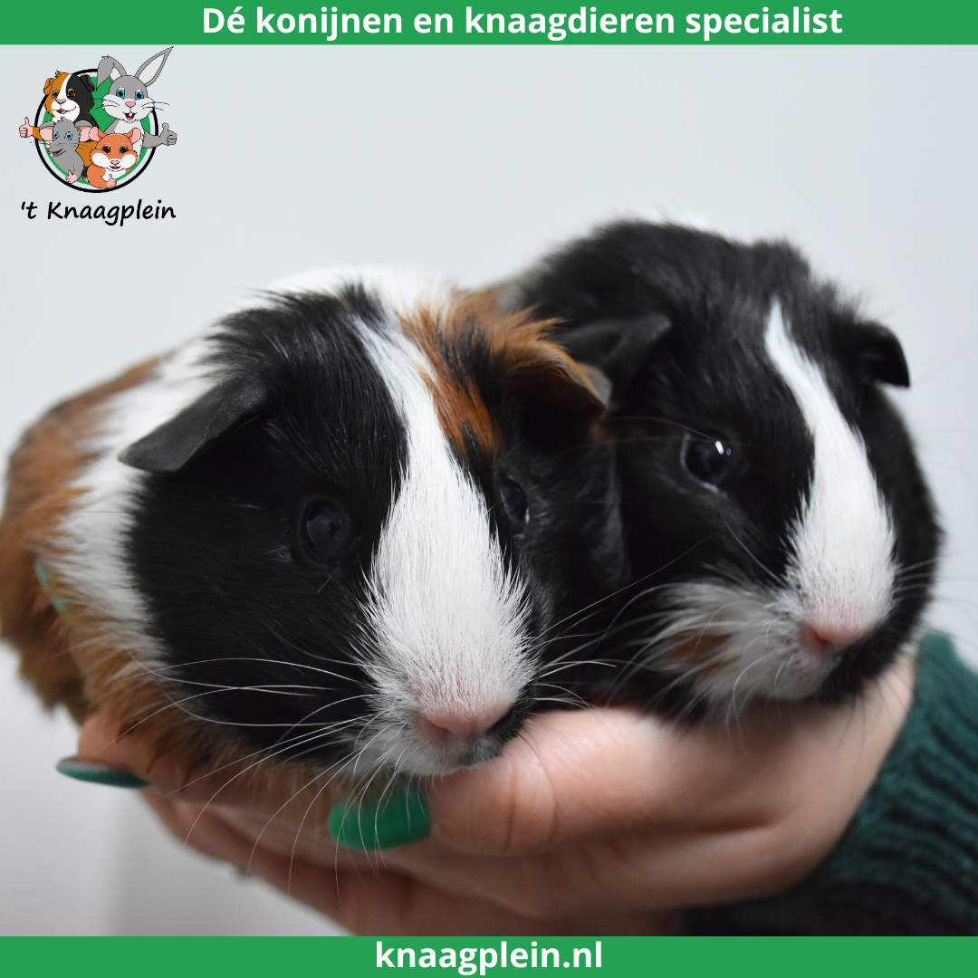 Foto van cavia koppel