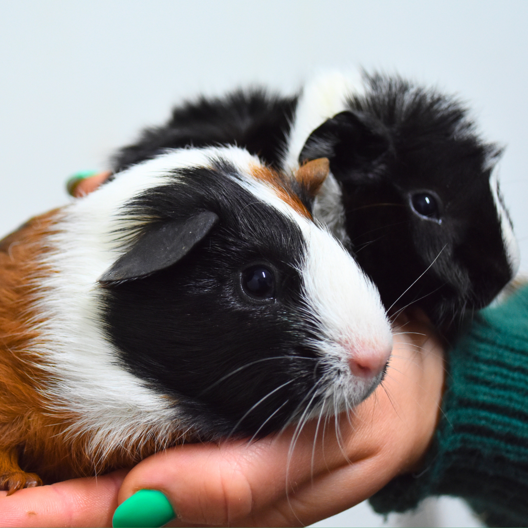 Foto van Cavia's