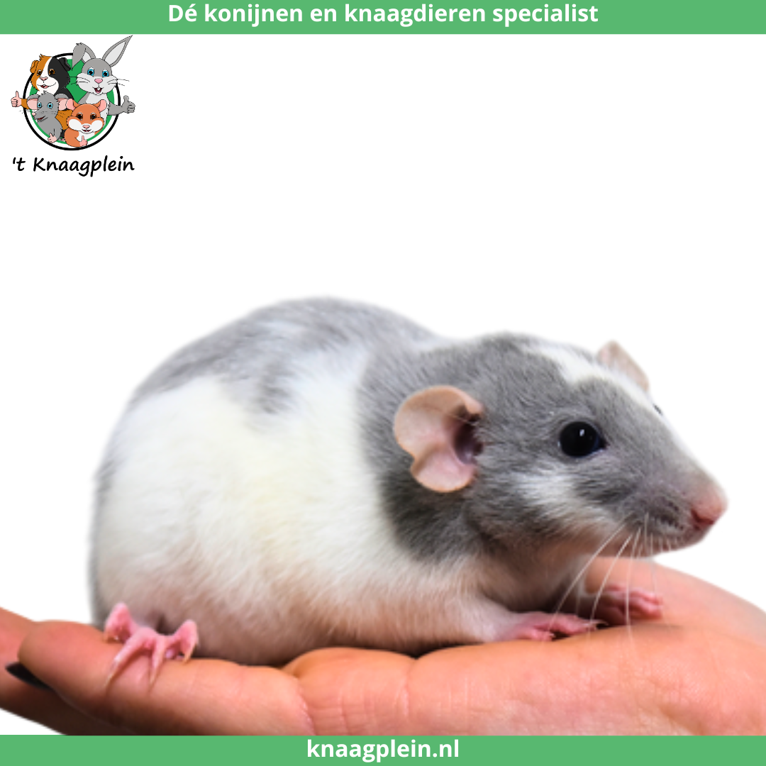 Een handtamme, grijs witte tamme rat met dumbo oren zitten rustig op een hand. Bovenaan staat het logo van t Knaagplein met de tekst: 'De konijnen en knaagdieren specialist'. De rat is een voorbeeld van de handtamme ratten die 't Knaagplein verkoopt.
