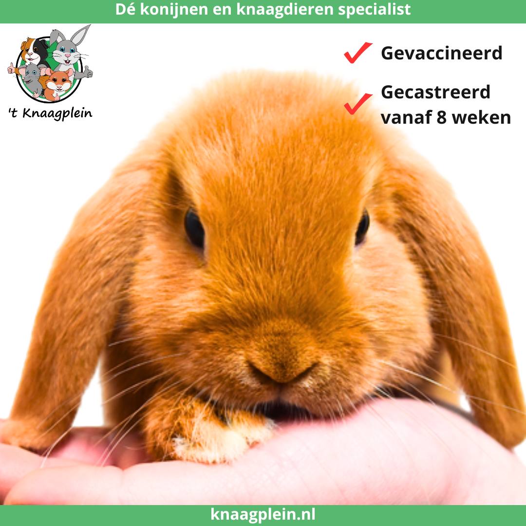Foto van konijn - gecastreerde ram