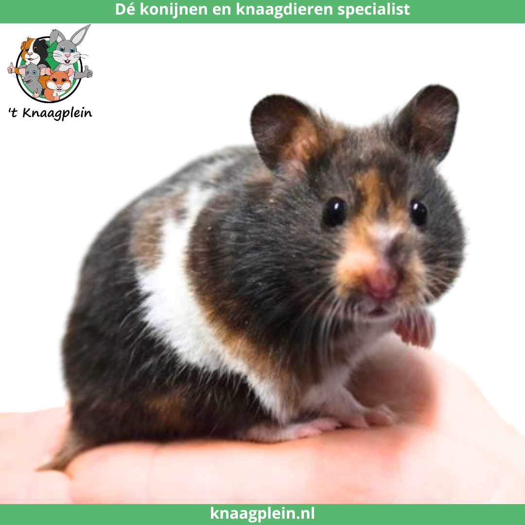 Een handtamme, goudhamster in de kleur goudbruin zit rustig op een hand. Bovenaan staat het logo van t Knaagplein met de tekst: 'De konijnen en knaagdieren specialist'. De hamster is een voorbeeld van de handtamme hamsters die 't Knaagplein verkoopt.