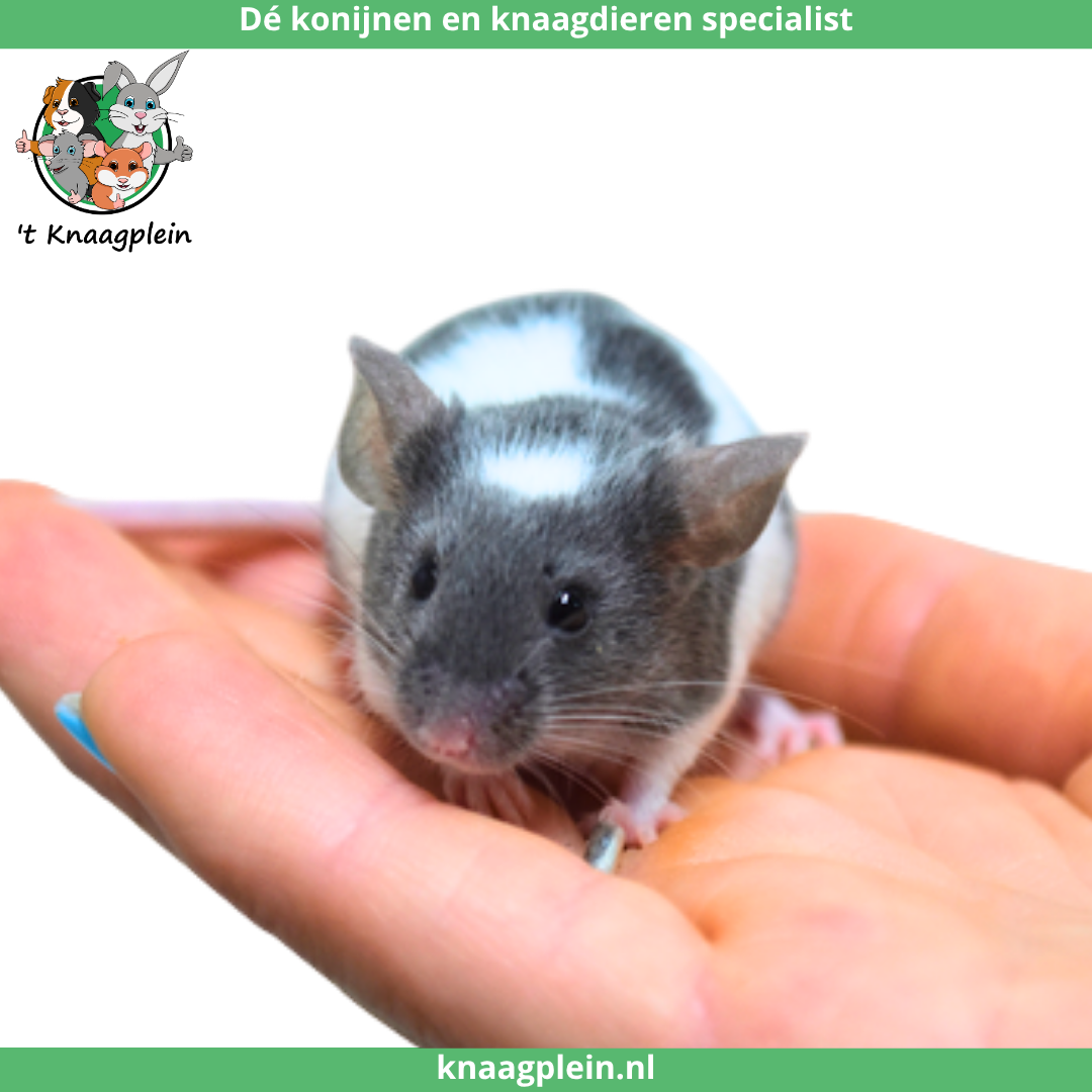 Foto van Muizen