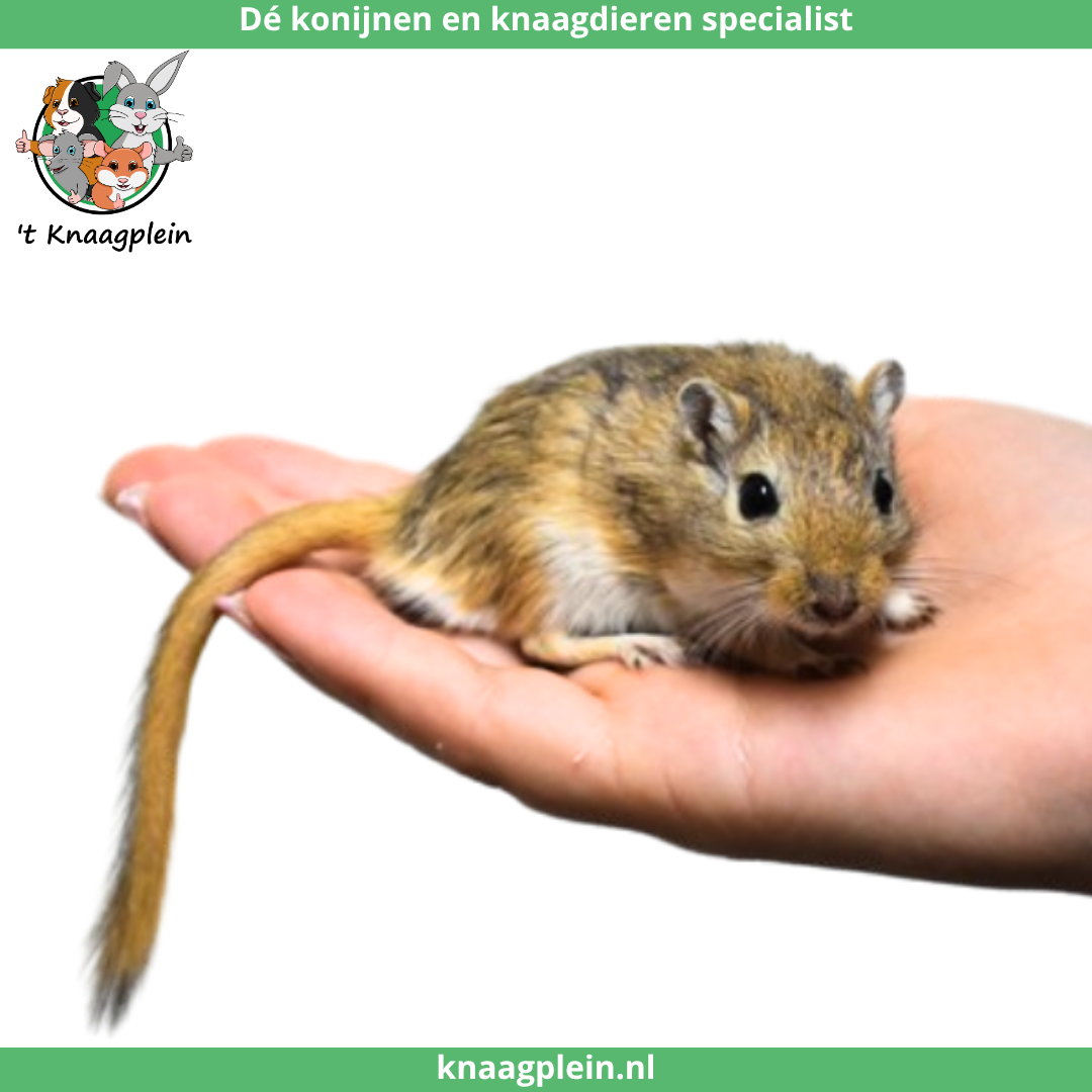 Twee handtamme, zwart witte en zwarte mongoolse gerbils zitten rustig op een hand. Bovenaan staat het logo van t Knaagplein met de tekst: 'De konijnen en knaagdieren specialist'. De mongoolse gerbils zijn een voorbeeld van de handtamme gerbils die 't Knaagplein verkoopt.