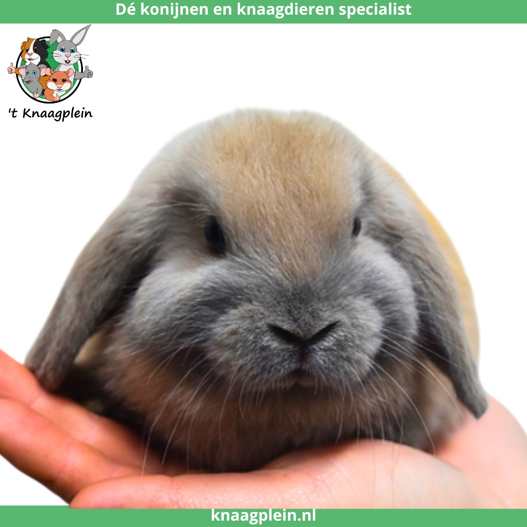 Een handtam, zwart wit hangoor dwergkonijn zit rustig op een hand. Bovenaan staat het logo van t Knaagplein met de tekst: 'De konijnen en knaagdieren specialist'. Het konijn is een voorbeeld van de handtamme hangoor dwergkonijnen die 't Knaagplein verkoopt.