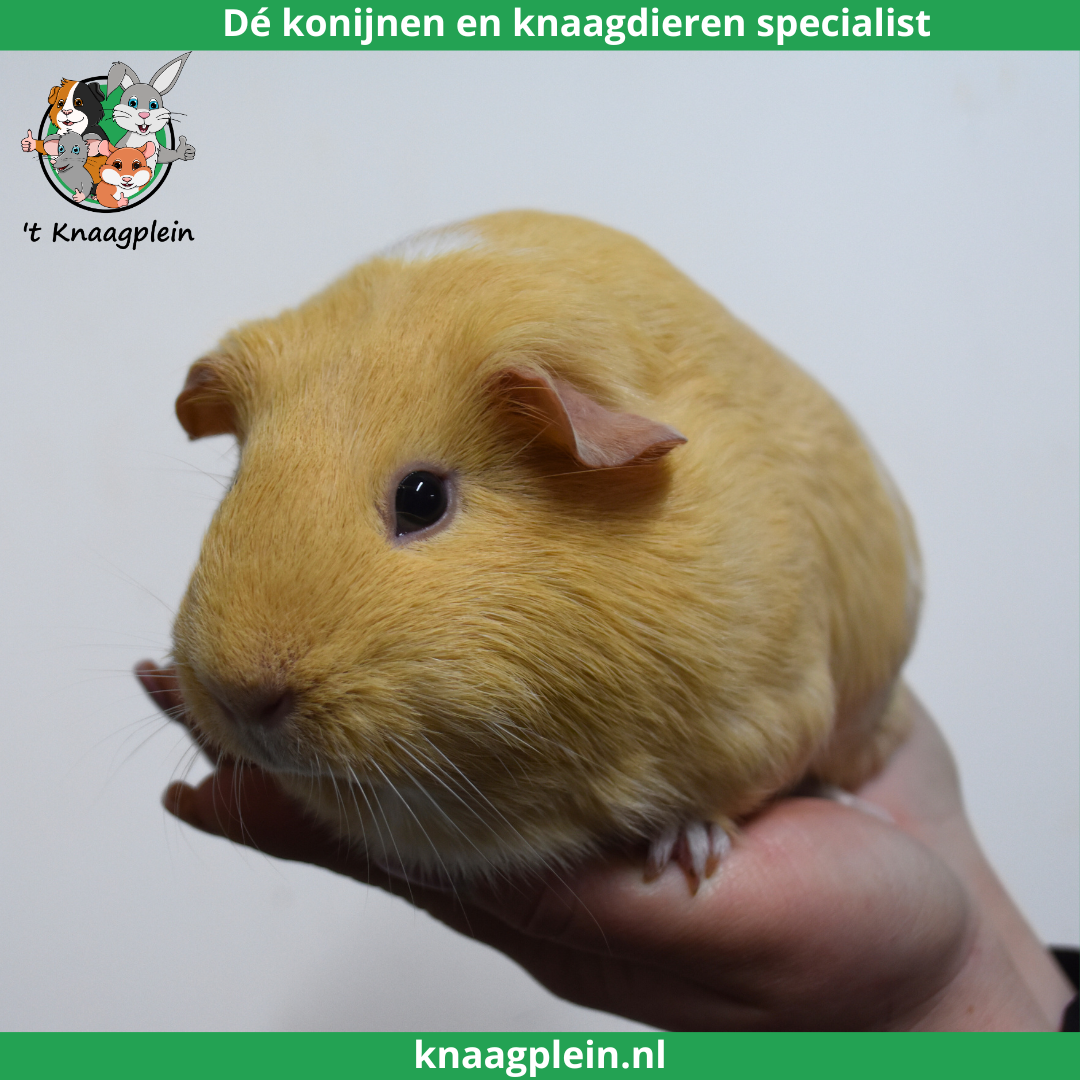 Foto van cavia voedster