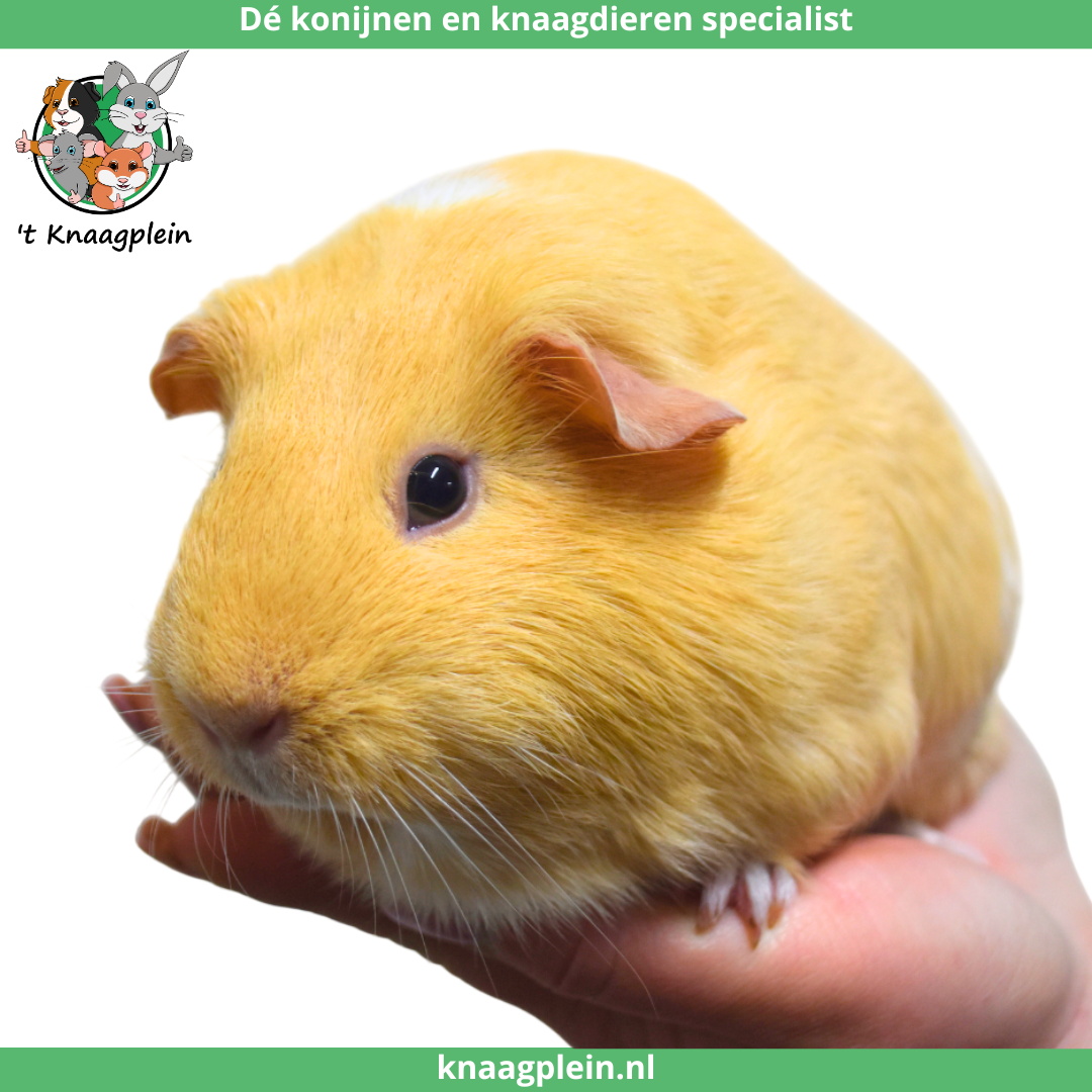 Foto van cavia voedster