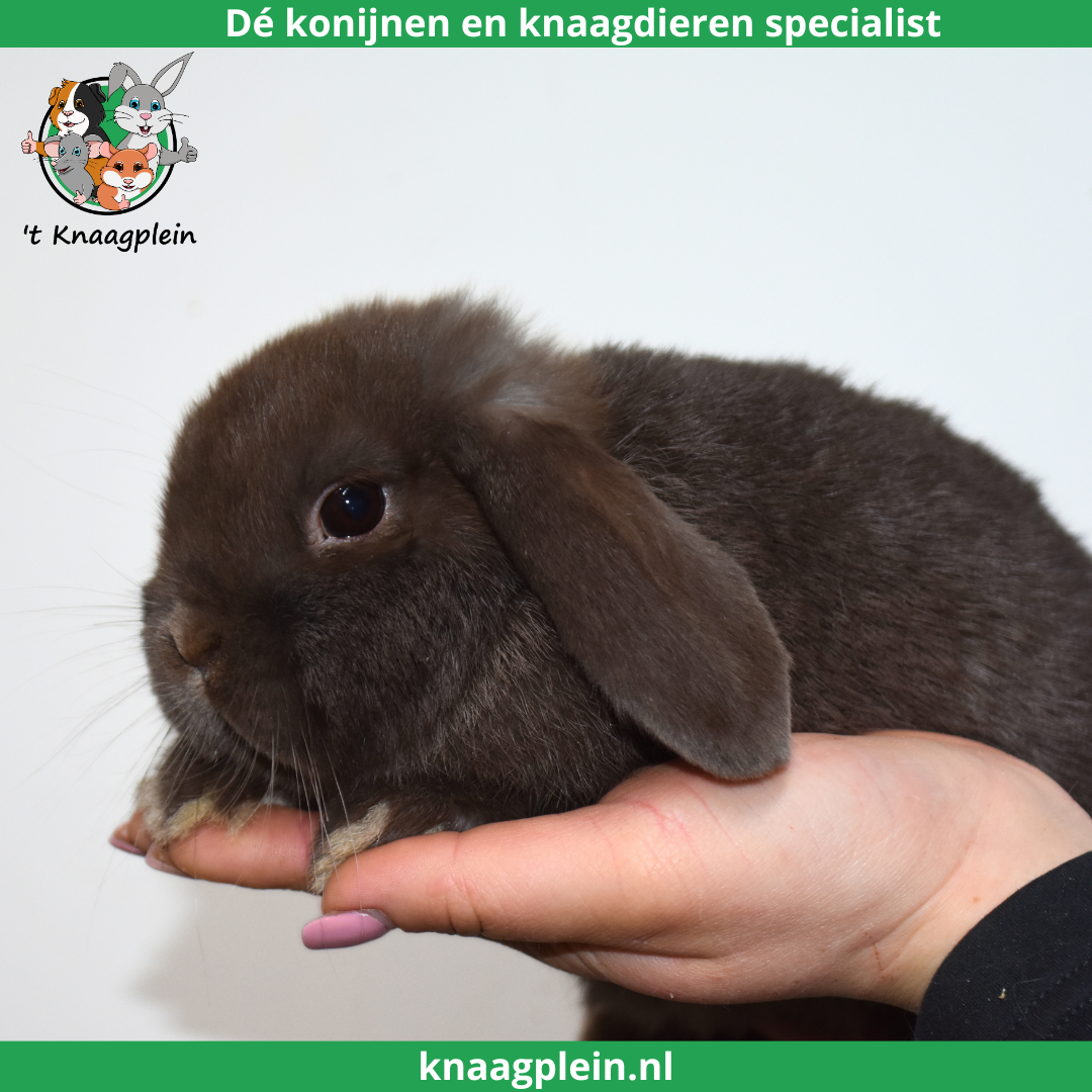 foto van kleur Bruin