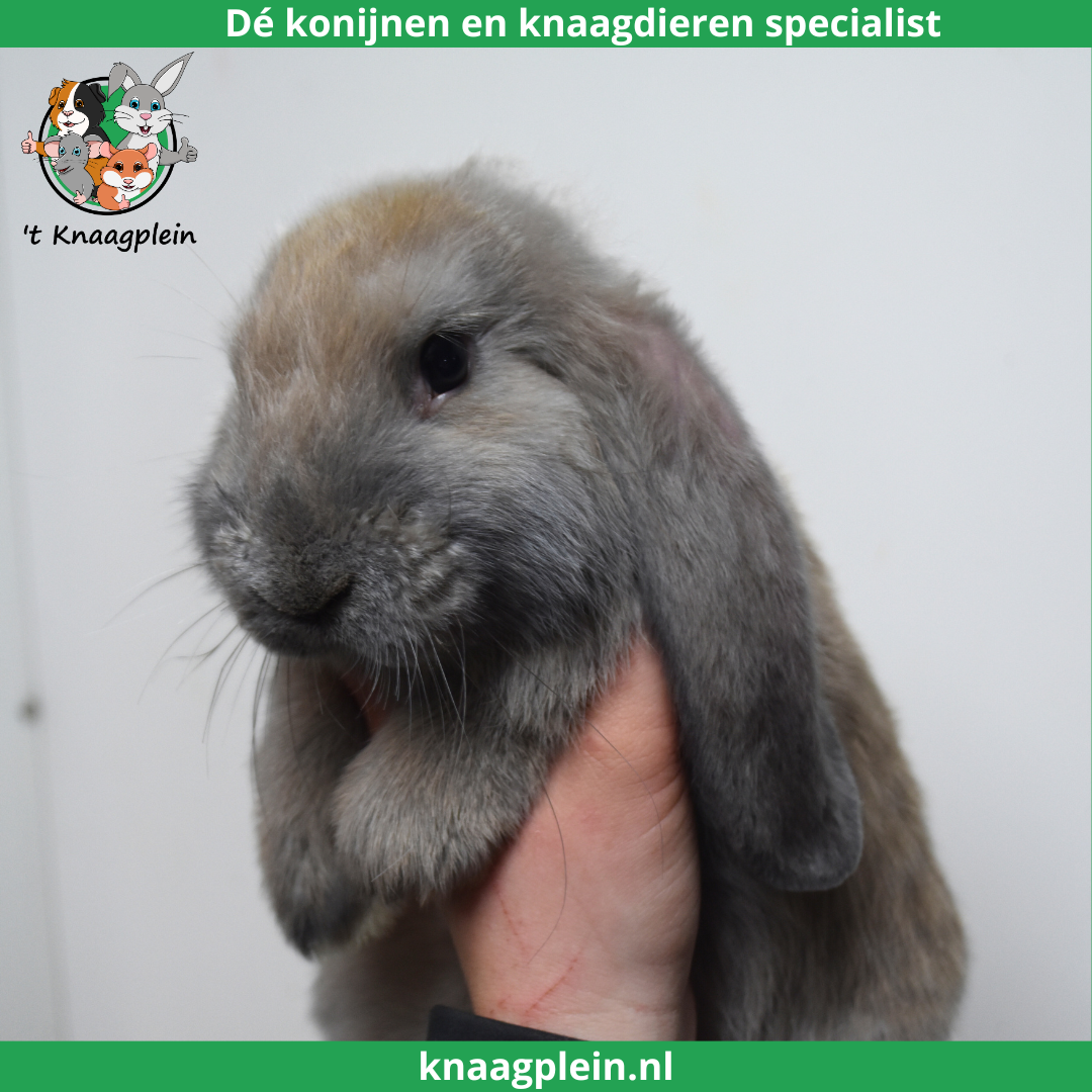 foto van kleur Isabella