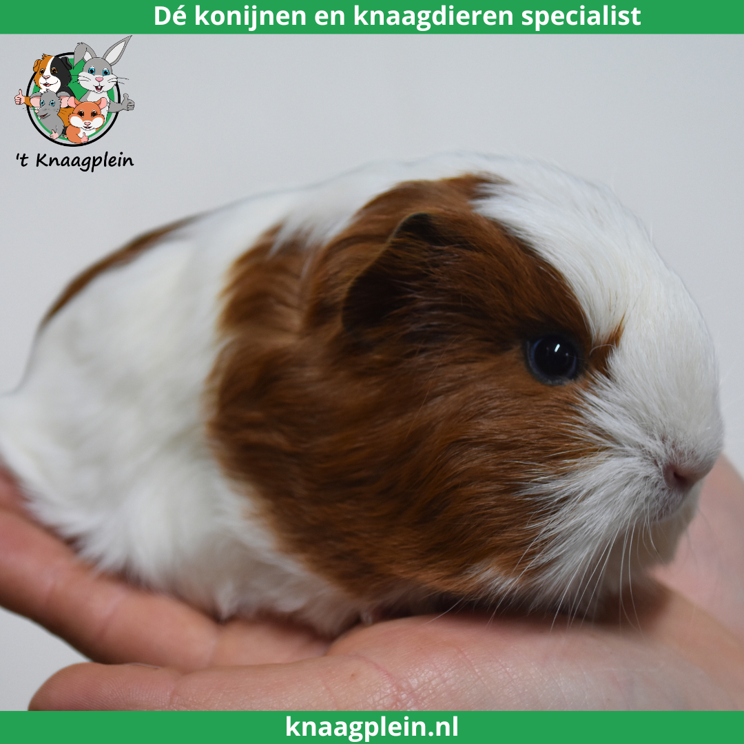 foto van kleur Rood bont