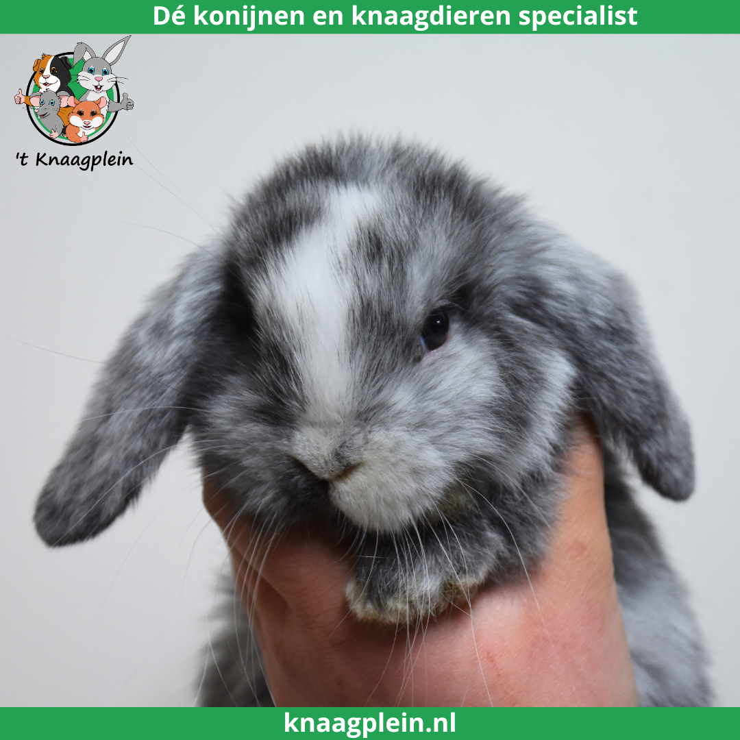 foto van kleur Rohn