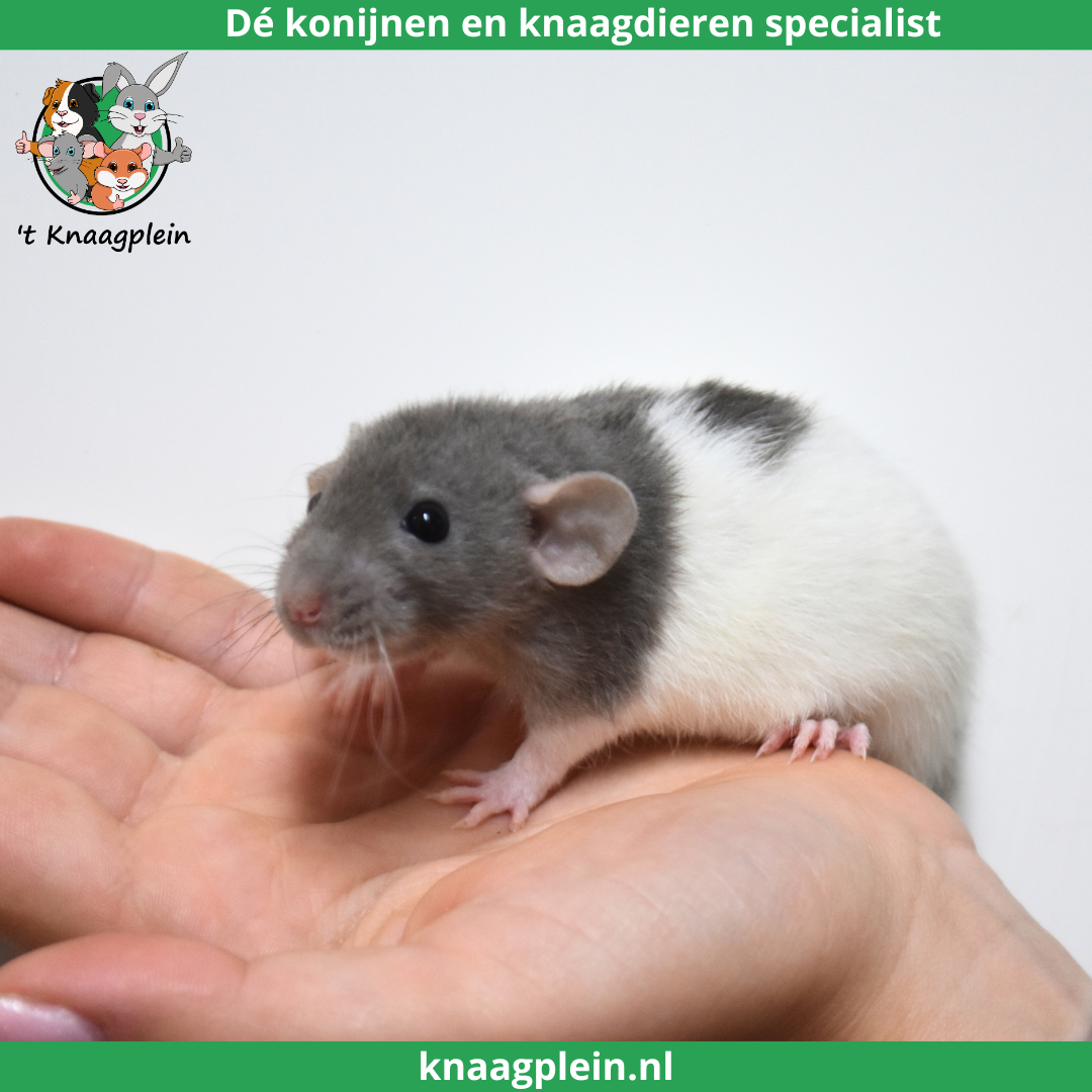 foto van kleur Amerikaans blauw japanner