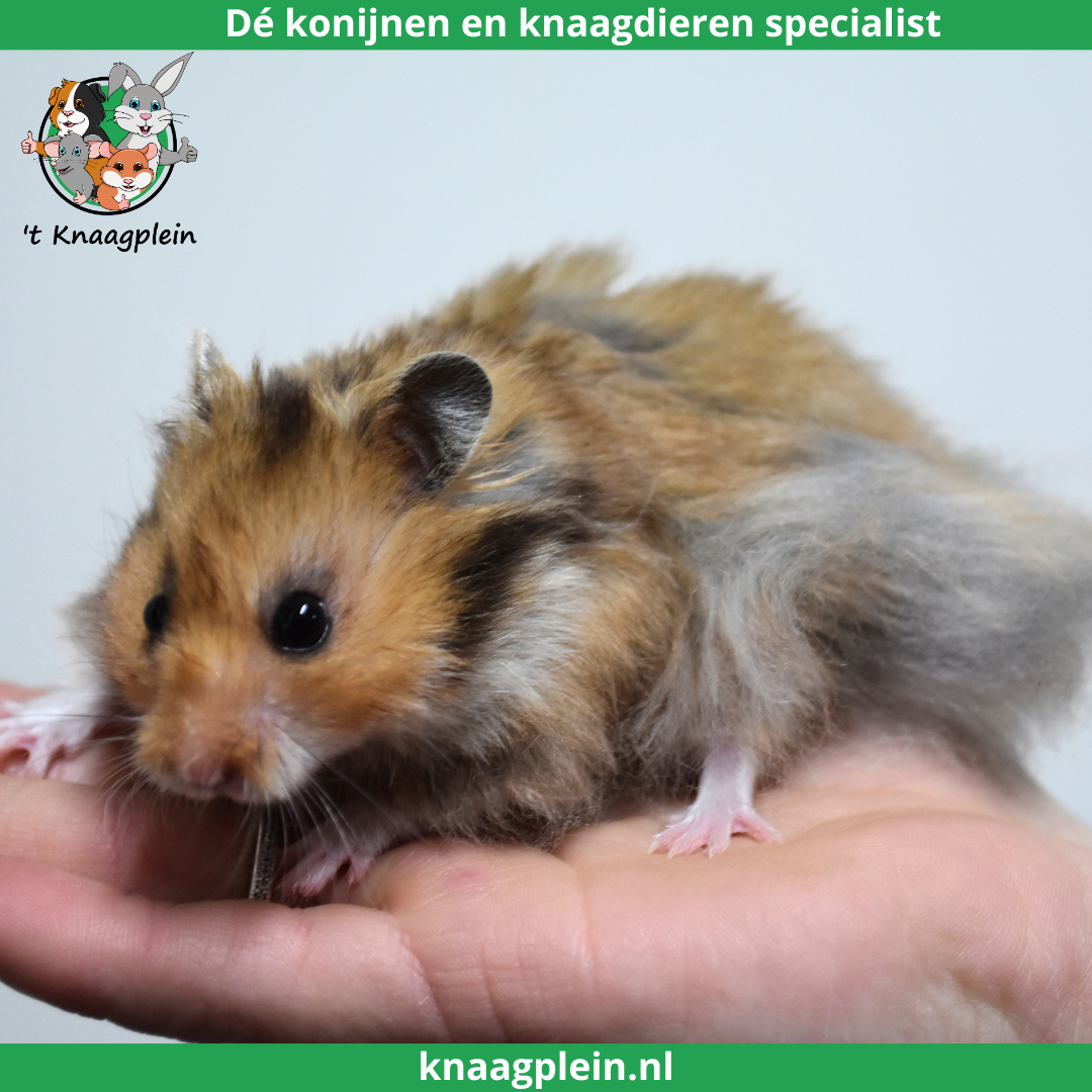 foto van kleur Goudbruin