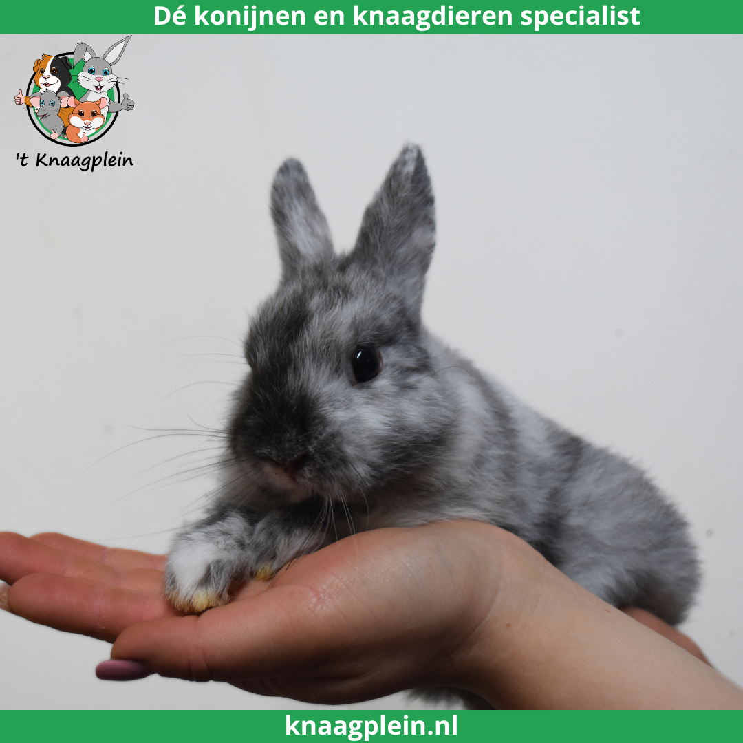 foto van kleur Kleurdwerg - Rohn