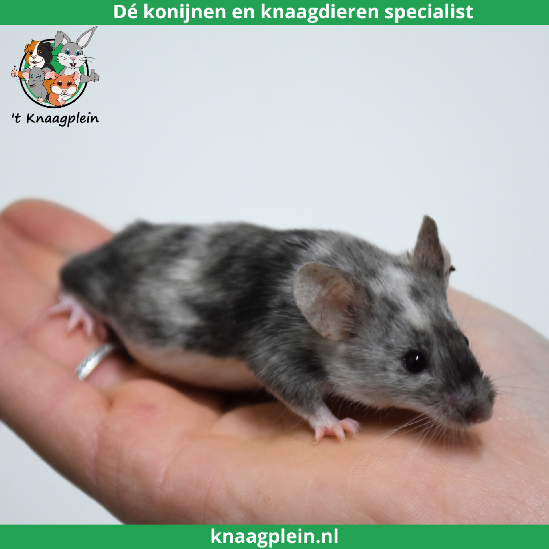 foto van kleur Brindle