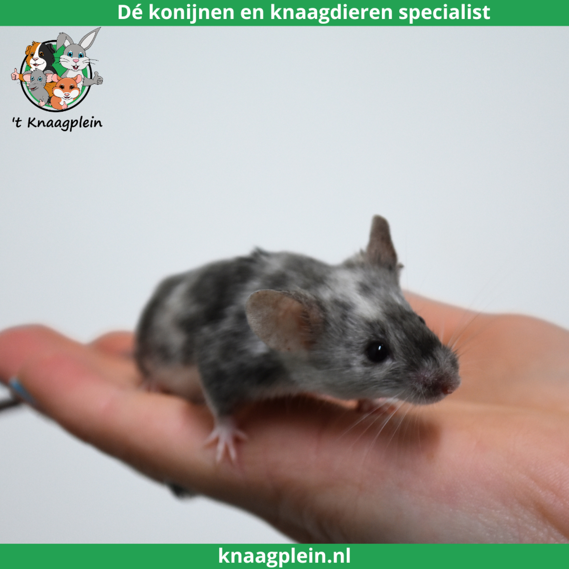 foto van kleur Brindle