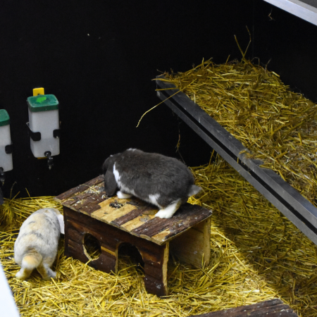 Konijnenhok met konijnen