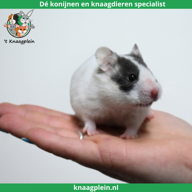 foto van kleur Piebald