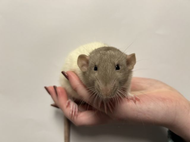 foto van kleur Dumbo rat pearl