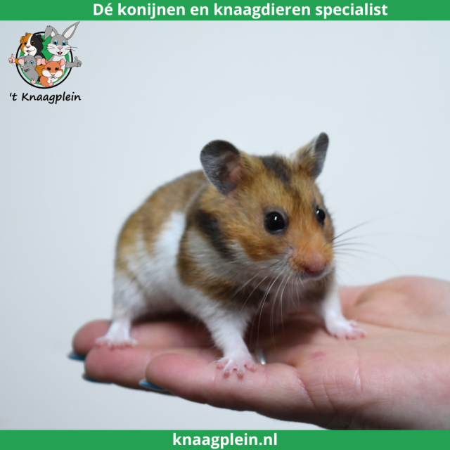 foto van kleur Goudbruin witband