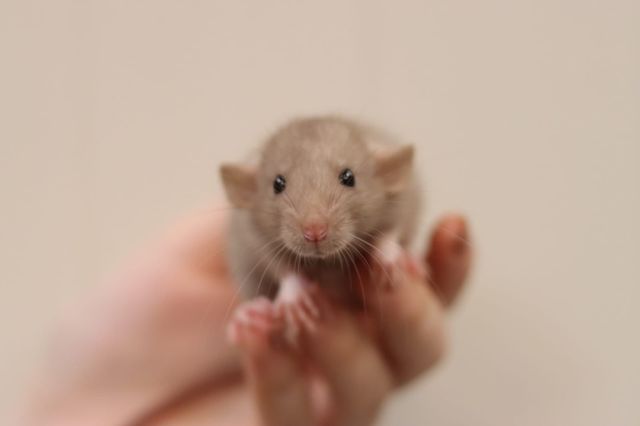 foto van kleur Dumbo rat pearl