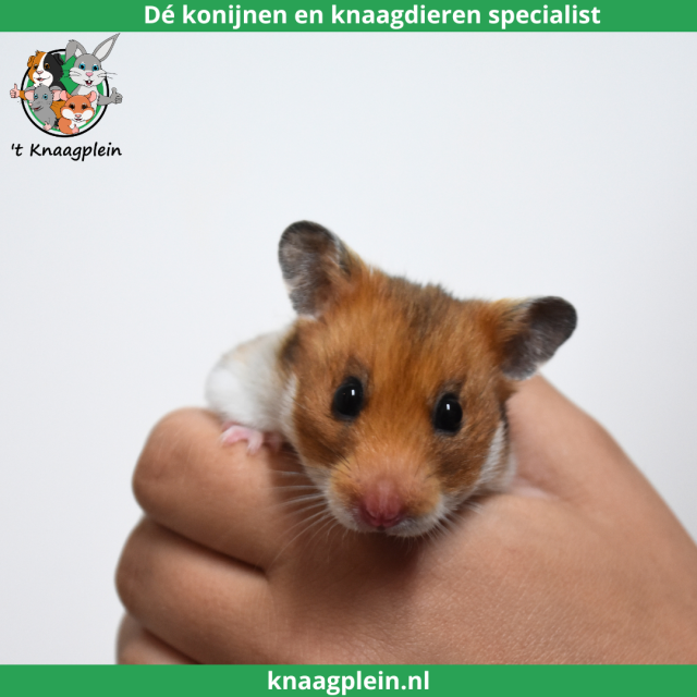 foto van kleur Goudbruin