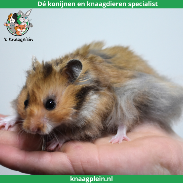 foto van kleur Goudbruin