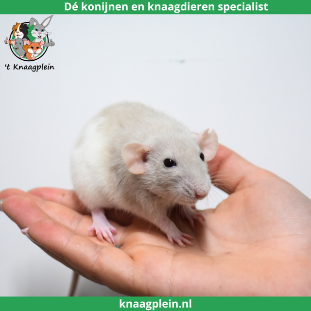 foto van kleur Beige japanner