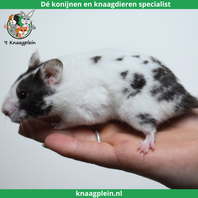 foto van kleur Piebald