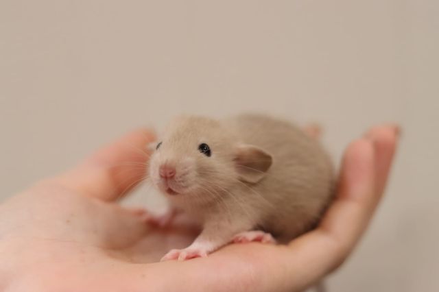 foto van kleur Siamees rat