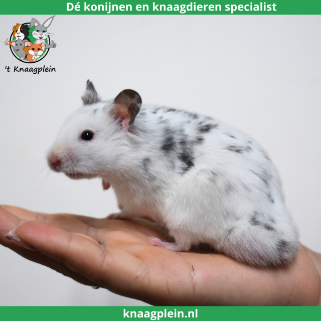 foto van kleur Dalmatiër