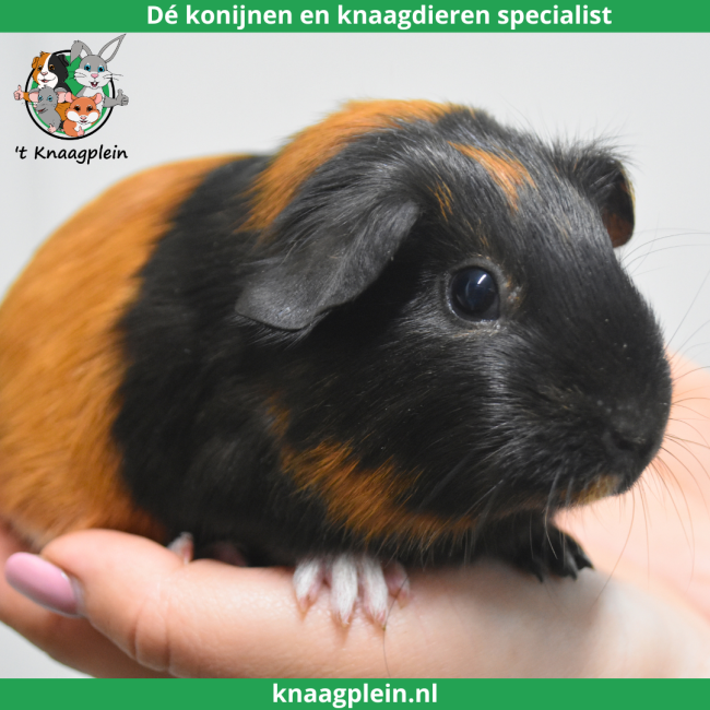 foto van kleur Zwart / Rood