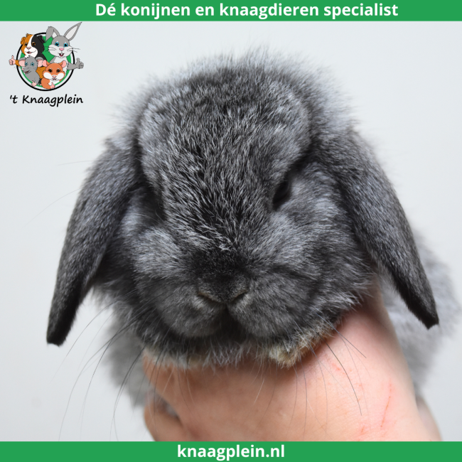 foto van kleur Chinchilla