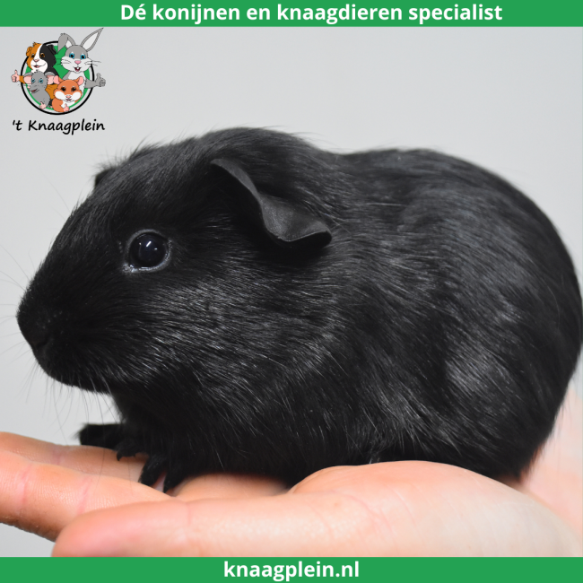 foto van kleur Zwart