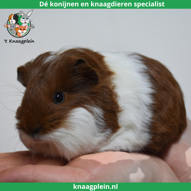 foto van kleur Rood bont