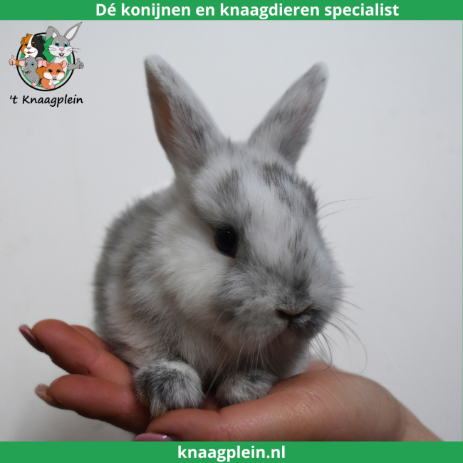 foto van kleur Kleurdwerg - Rohn