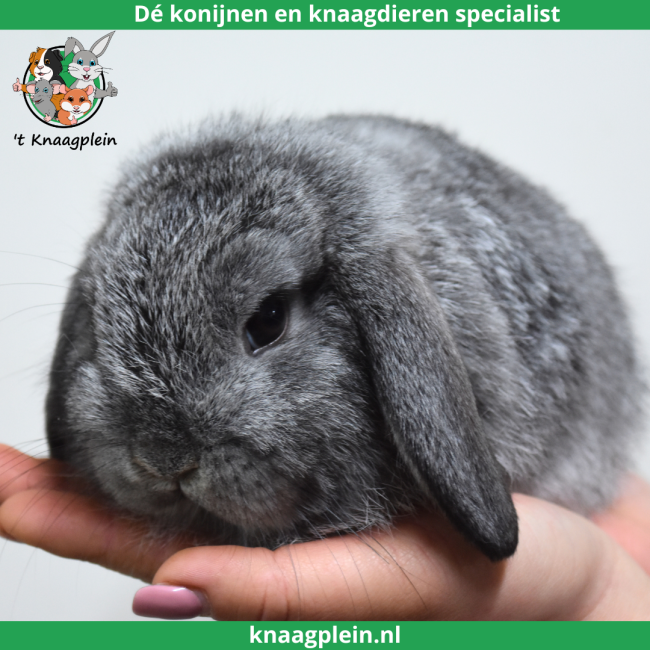 foto van kleur Chinchilla